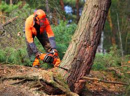 Reliable Cave Spring, VA Tree Removal Solutions