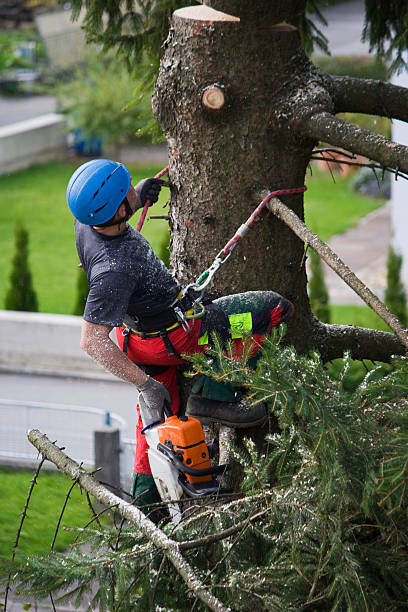 Best Tree Cabling and Bracing  in Cave Spring, VA