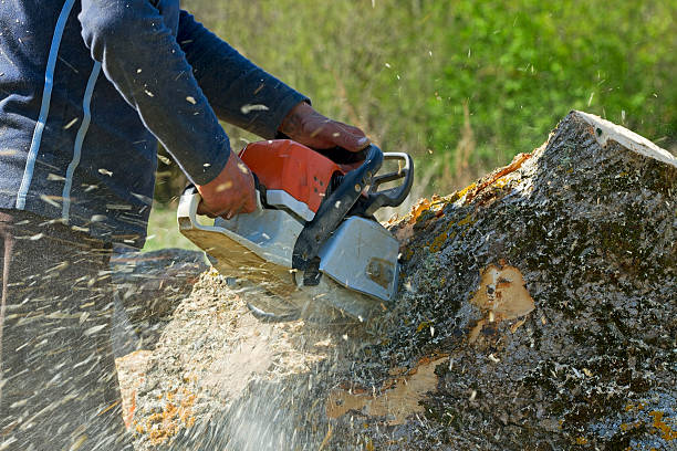 Best Tree Removal  in Cave Spring, VA